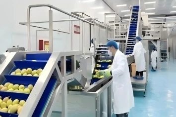 Control científico del pardeamiento del jugo de pera: doble protección del proceso y del equipo